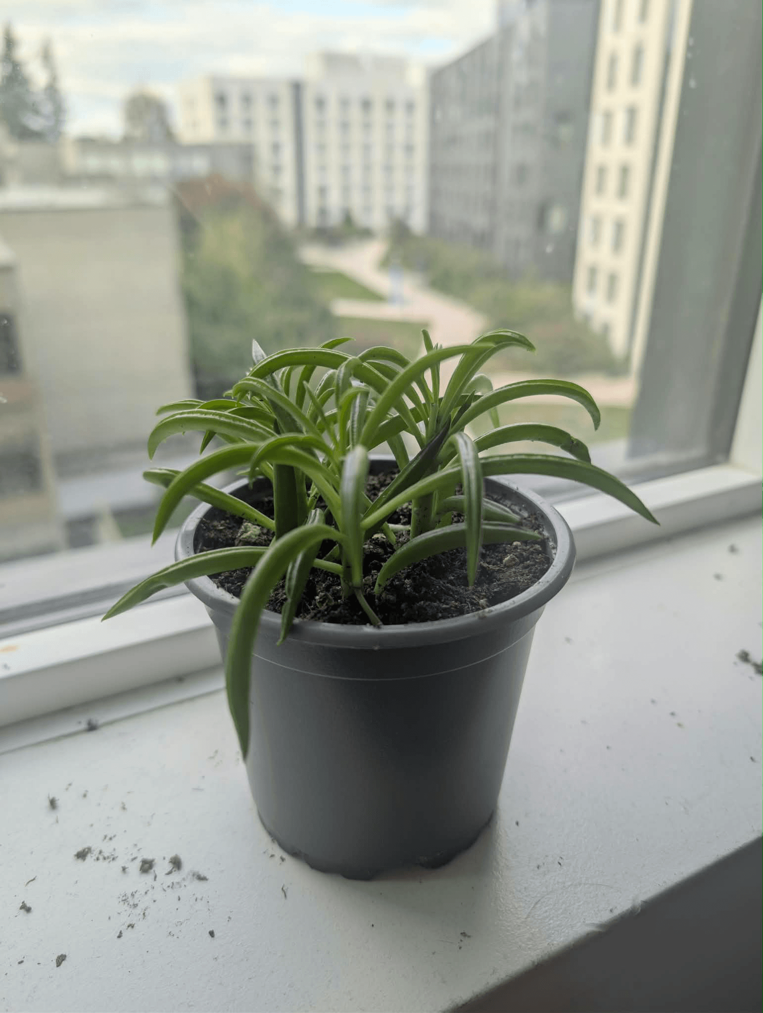A potted plant on the windowsill.